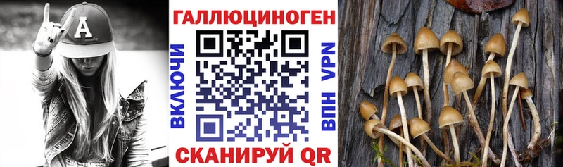 Псилоцибиновые грибы GOLDEN TEACHER  где найти   Новосибирск 